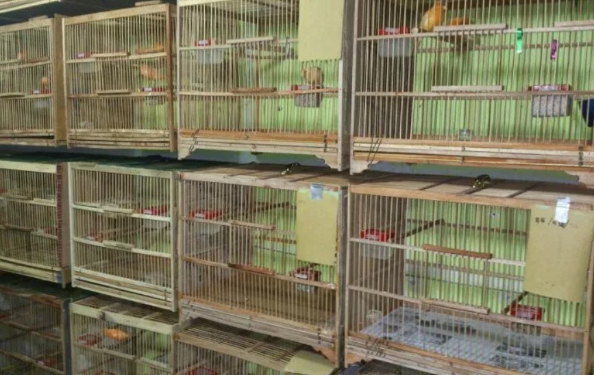 melihat-peluang-bisnis-burung-kenari-yang-sangat-menjanjikan