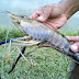 cara-jitu-mancing-udang-galah-di-sungai