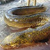umpan-mancing-sidat-dan-caranya
