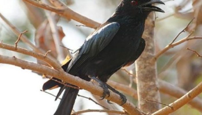 daftar-harga-pasaran-burung-srigunting-terupdate-2021
