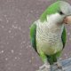 7-jenis-burung-yang-bisa-dilatih-bicara