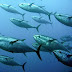 tip-dan-trik-mancing-ikan-belanak-yang-benar