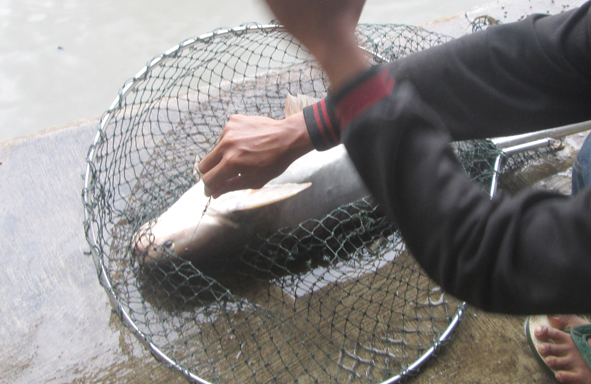 umpan-air-tawar-:-racikan-umpan-patin-untuk-mancing-kolam