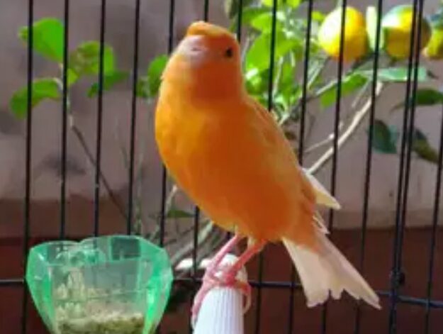 11-jenis-burung-yang-banyak-dicari