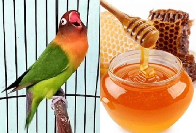 Manfaat Madu untuk Burung agar Kebal Penyakit dan Penambah Stamina