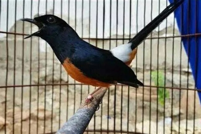 Cara Menjaga Stamina Burung Pemakan Serangga