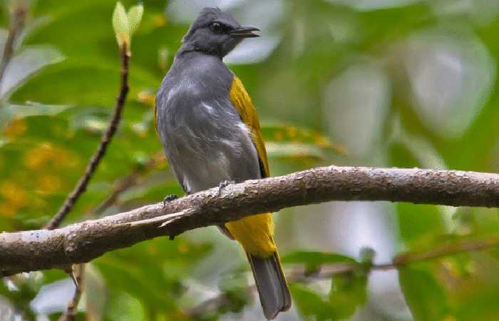Burung Cucak kelabu: Ciri-ciri, Habitat, Suara, Makanan dan Cara Perawatannya