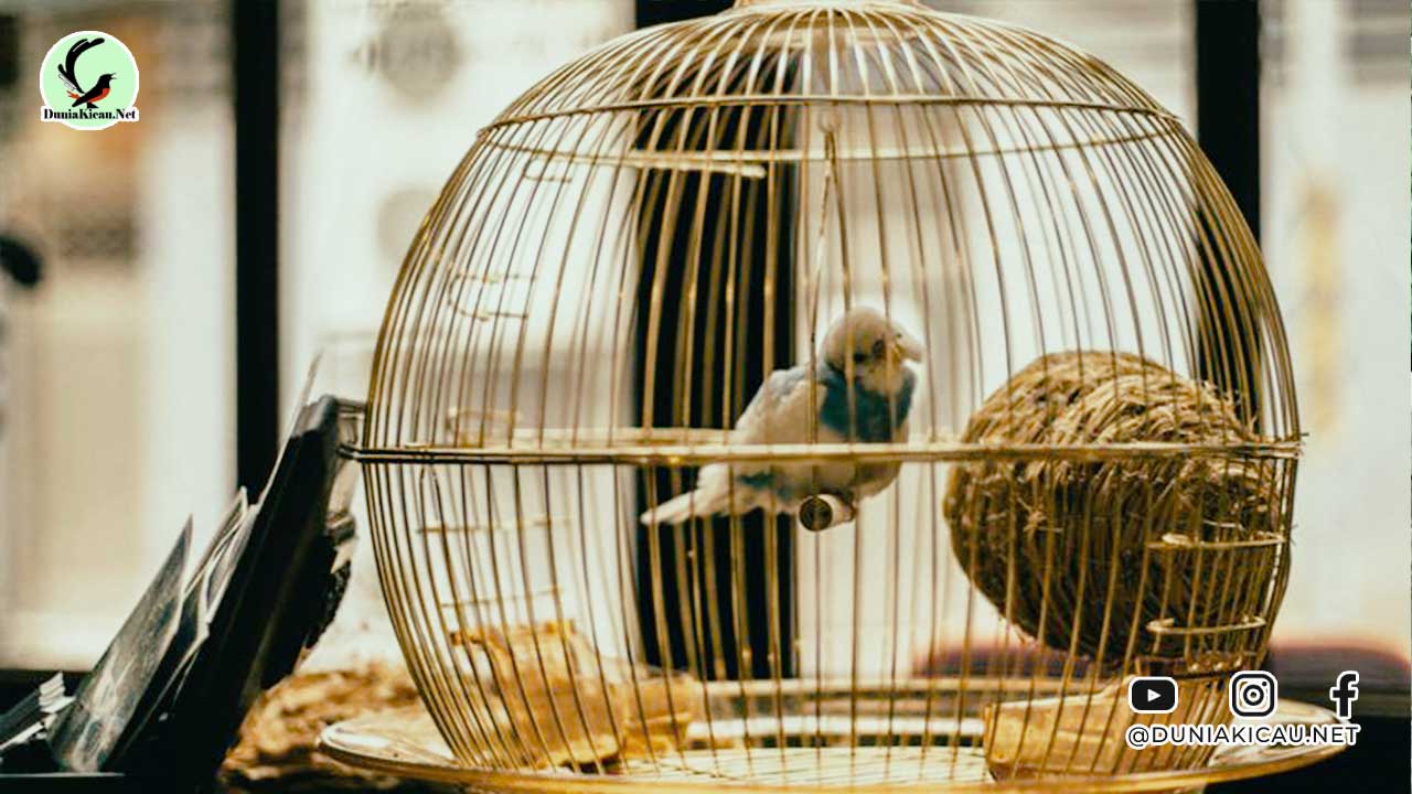 Ciri-Ciri Burung Sakit, Tips Agar Burung Sehat dan Fit Lagi