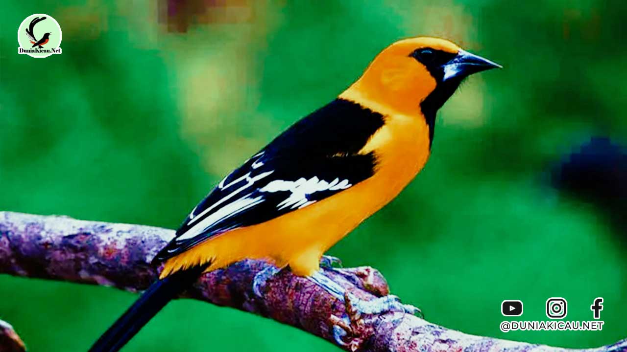 Burung Adalah: Pengertian, Habitat, Ciri, Jenis Klasifikasinya