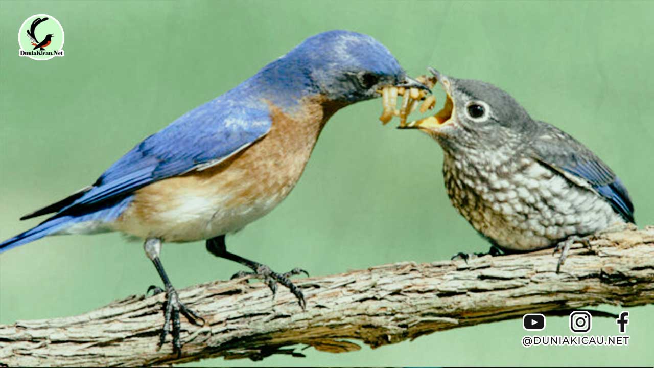 Jenis Makanan Burung Terbaik Bernutrisi Tinggi