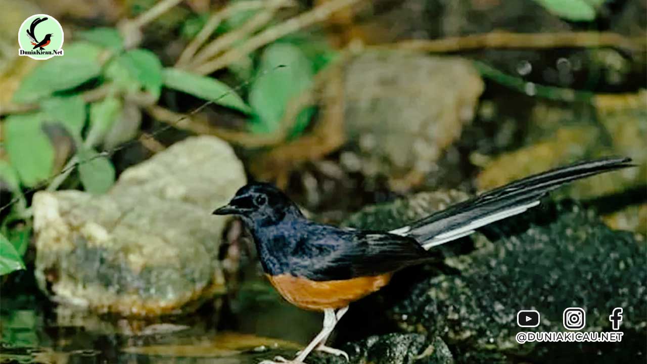 Cara Memandikan Burung Murai Batu yang Benar