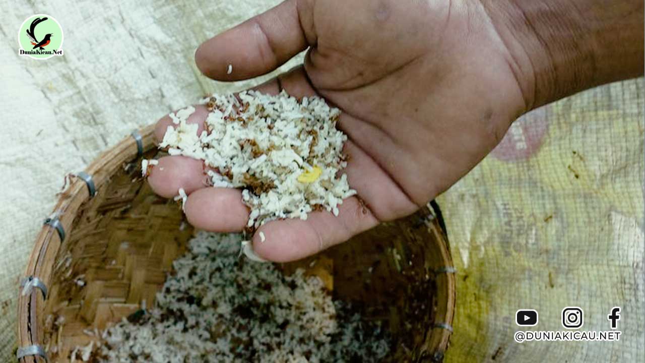 Cara Mendapatkan Kroto Secara Gratis dari Alam Liar