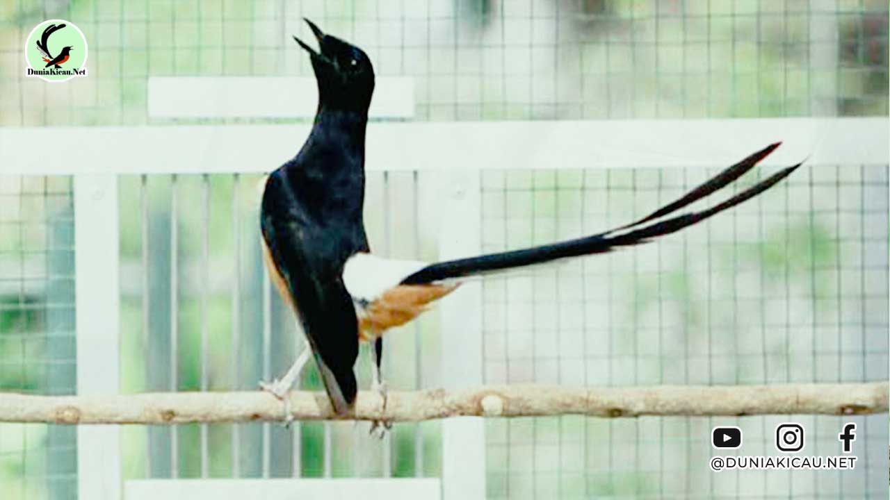 Makanan Burung Penambah Stamina Agar Makin Gacor