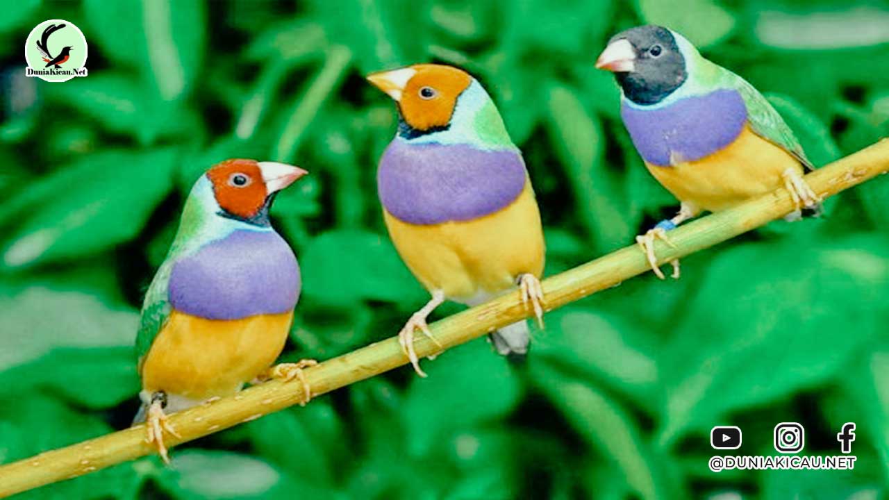 Rekomendasi Vitamin Burung Terbaik, Suplemen Agar Makin Gacor