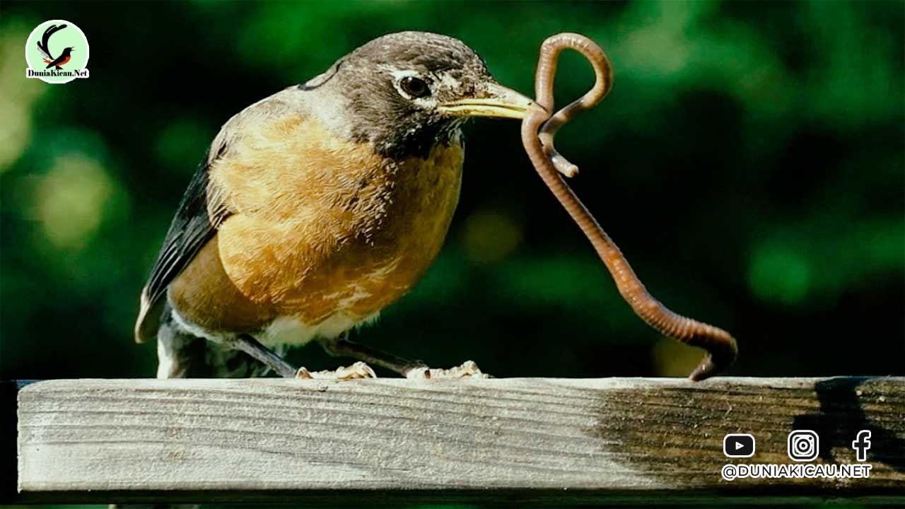 Jenis Cacing yang Aman dan Baik Untuk Burung Kicau