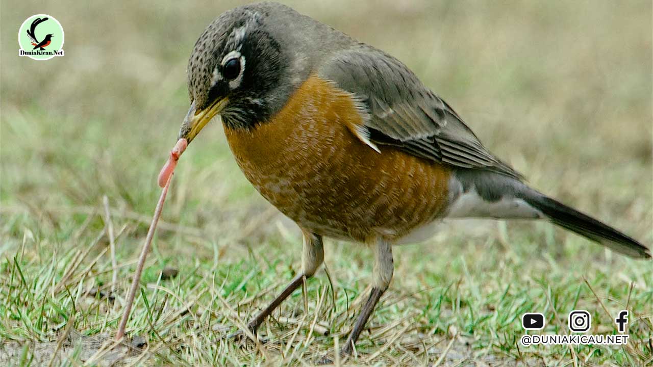 Manfaat Cacing Untuk Burung Murai Batu