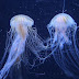 hewan-laut-yang-harus-di-waspadai-oleh-para-pemancing
