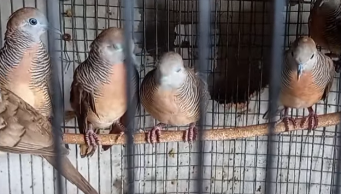 harga-burung-perkutut