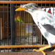 harga-burung-jalak-kebo