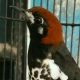 mengenal-burung-anis-kembang,-habitat,-ciri,-sifat,-perawatan,-harga