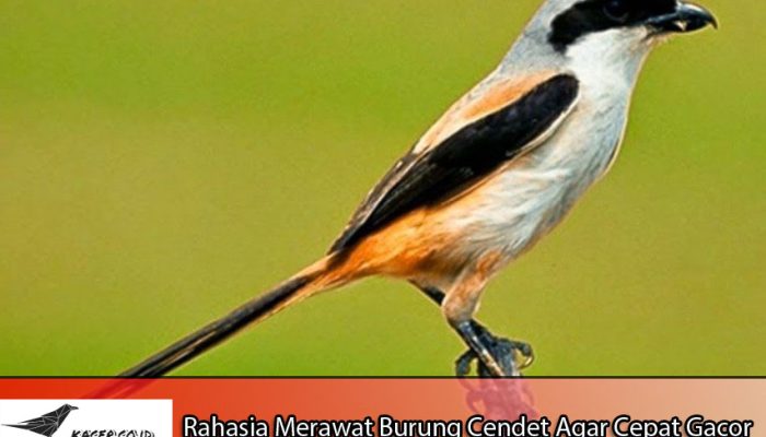 cara-merawat-burung-cendet-biar-gacor