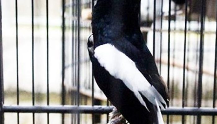 inilah-rahasia-vitamin-yang-baik-untuk-burung-kacer-lomba
