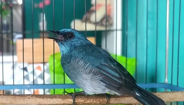 harga-pasaran-burung-selendang-biru