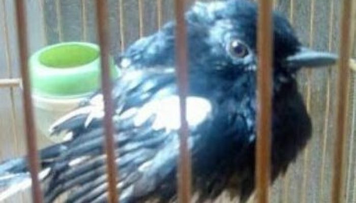 inilah-cara-terakhir-membuat-burung-agar-cepat-mabung