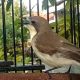 cara-merawat-burung-remetuk-laut-hasil-tangkapan