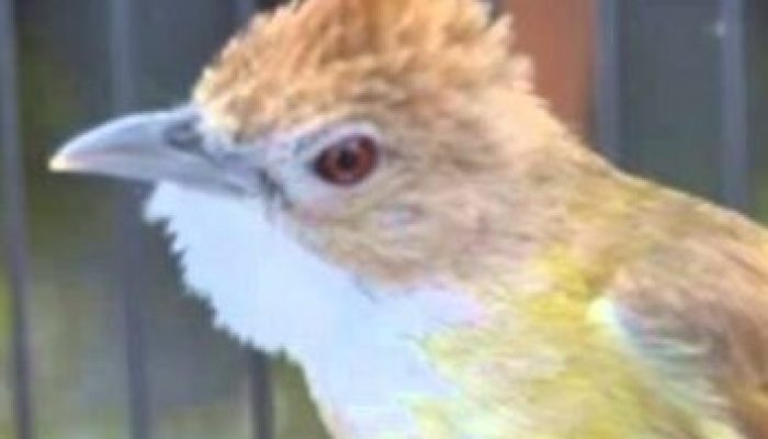 cara-memilih-burung-cucak-jenggot-yang-bagus