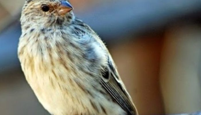 mengenal-jenis-burung-sanger-di-indonesia