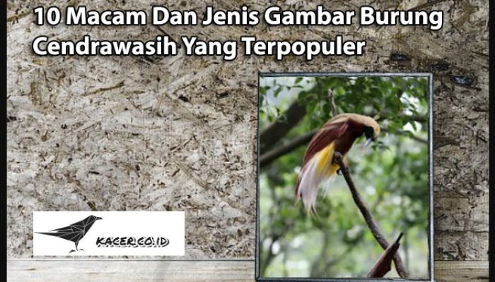 10-macam-dan-jenis-gambar-burung-cendrawasih-yang-terpopuler