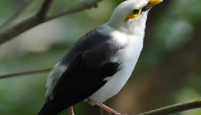 harga-burung-jalak-hongkong