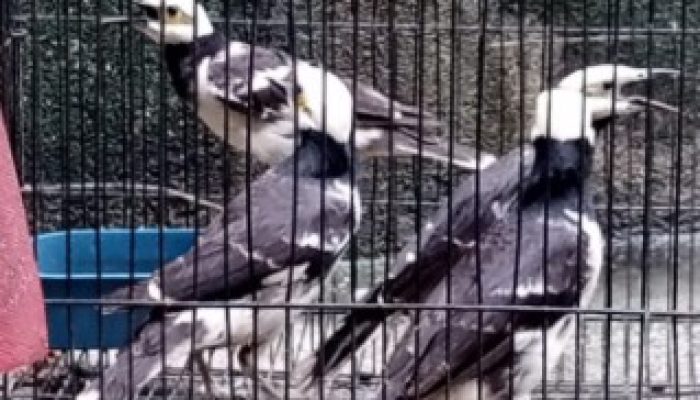suara-burung-jalak-hongkong-mp3
