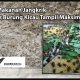 15-makanan-jangkrik-agar-burung-kicau-tampil-maksimal