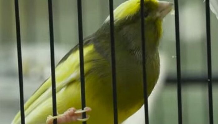 cara-perawatan-kenari-di-musim-hujan