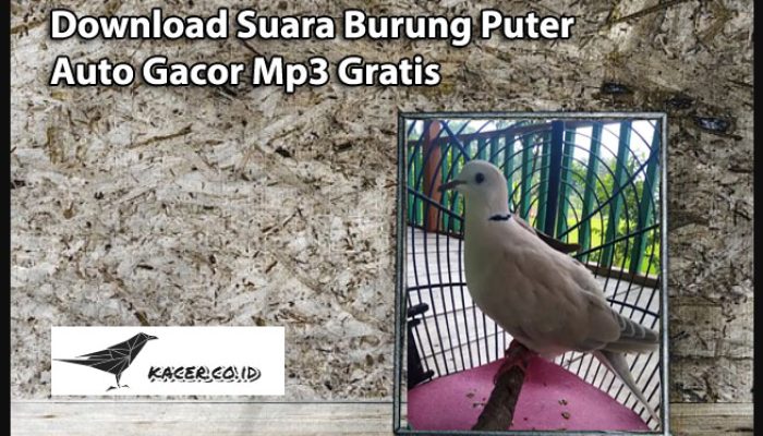 download-suara-burung-puter-auto-gacor-mp3-gratis