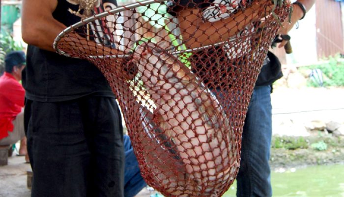 umpan-air-tawar-:-beragam-umpan-untuk-mancing-lele-di-malam-hari