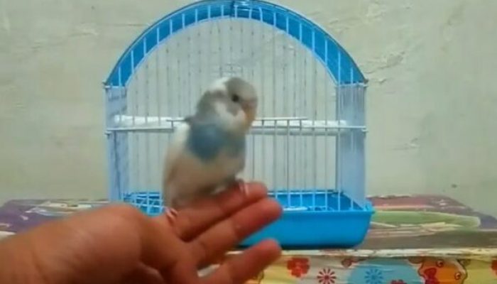 cara-menjinakkan-burung-parkit-yang-liar