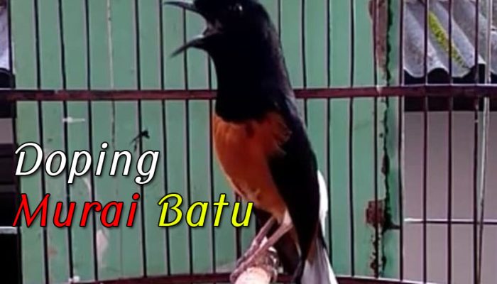 apa-fungsi-dari-doping-murai-batu,-serta-efek-sampingnya