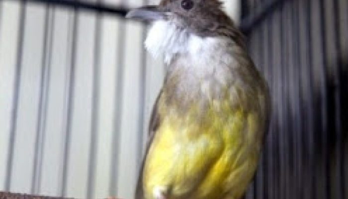 cara-mudah-ternak-cucak-jenggot-supaya-cepat-hasil