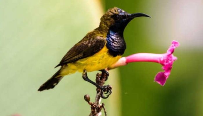 5-jenis-burung-kecil-terpopuler-dan-banyak-diminati-tahun-2020