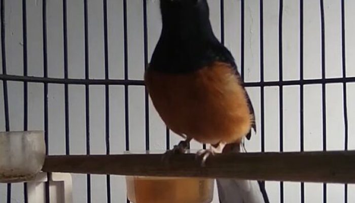 cara-meracik-suplemen-burung-murai-lomba-dengan-bahan-alami