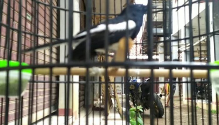 inilah-penyebab-burung-kacer-salto-dan-cara-mengatasinya