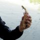 umpan-air-tawar-:-racikan-umpan-ikan-mas-pellet-jitu-merah
