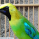 7-jenis-makanan-untuk-burung-cucak-ranting-agar-gacor