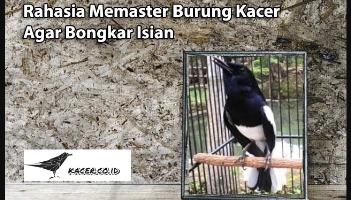 masteran-untuk-burung-kacer