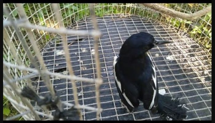 cara-mudah-mengatasi-kacer-kanibal-(cabut-bulu)