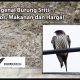 mengenal-burung-sriti-(mitos,-makanan-dan-harga)
