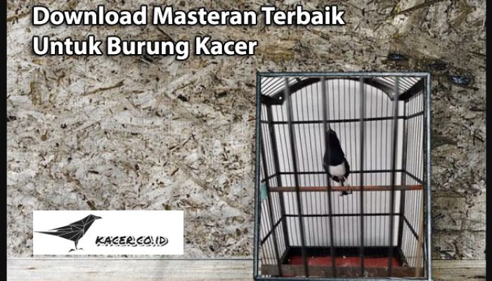download-masteran-terbaik-untuk-burung-kacer